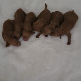 Goldendoodle and Poodle Puppies from Tender Little Paws
