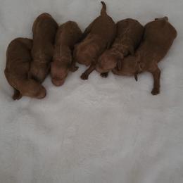 Goldendoodle and Poodle Puppies from Tender Little Paws