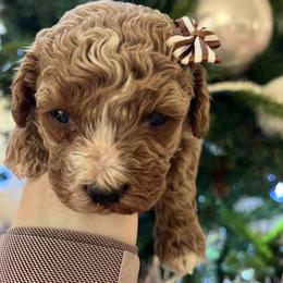 Cavapoo, Cockapoo, Goldendoodle, and Maltipoo Puppies from Perdue Puppies