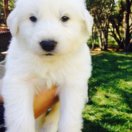 Great Pyrenees Puppies from Heritage Mountain Ranch
