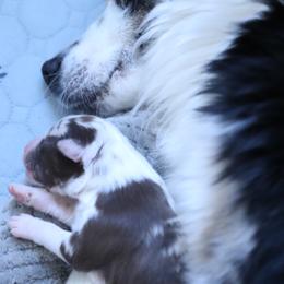 Miniature American Shepherds from EverSummer Minis