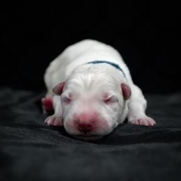 Blue Collar Boy - White male Berger Blanc Suisse puppy in Aurora, Colorado from Moonlight Berger Blanc Suisses
