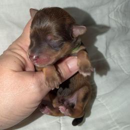 Maverick AKC Rare 3,600 - Liver male Miniature Schnauzer puppy in Dayton, Texas from Von Baron Schnauzers