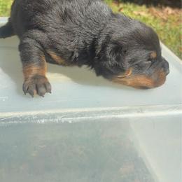 Girl 1 - Black and mahogany female Rottweiler puppy in Smyrna, Georgia from HYIQ