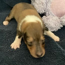 Alice - Sable and white female Collie puppy in Yulee, Florida from Three Collie Farm