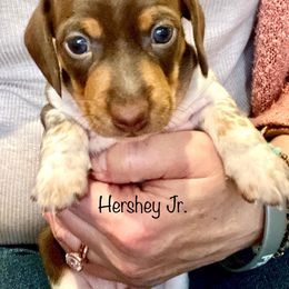 Dachshund Puppies from Rogue River Ranch