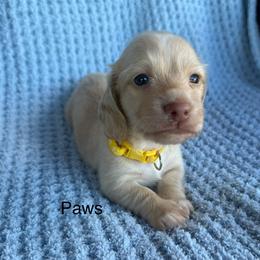 Paws - Cream male Dachshund puppy in Janesville, California from Elysian Creek Doxies