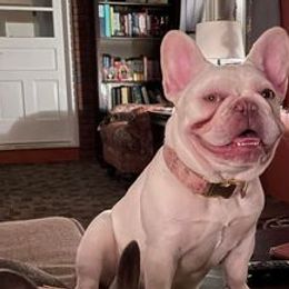 French Bulldogs from The Bull Life