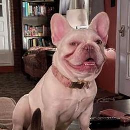 French Bulldogs from The Bull Life