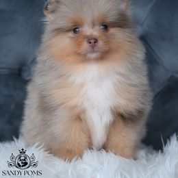 Sebastian - Lavender male Pomeranian puppy in Fultonville, New York from Sandy Aussies & Pomeranians
