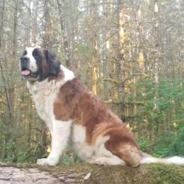 Saint Berdoodles and Saint Bernards from PNW Saint Berdoodles