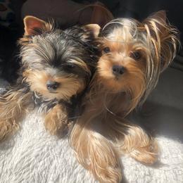 Yorkshire Terrier Puppies from MagnoliaYorkies