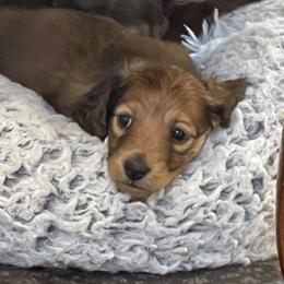 Dachshund Puppies from Royal Champion Dogs