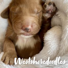 Goldendoodle Puppies from WestShoreDoodles