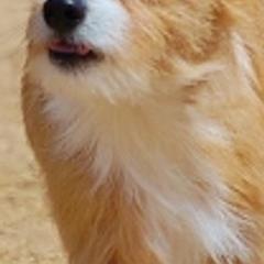 Portuguese Podengo Pequenos from Brookmont Portuguese Podengo Pequenos