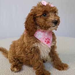 Astrid - Red female Cavapoo puppy in Apopka, Florida from Rae Precious Puppies