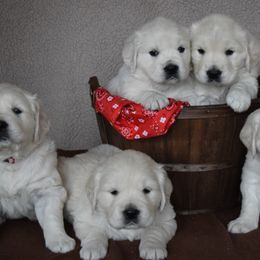 Goldendoodle and Golden Retriever Puppies from Magical Goldens