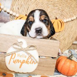 Daisy - Black brown and white female Basset Hound puppy in Antlers, Oklahoma from Rocking H