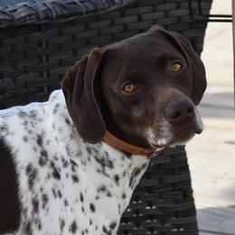 Sparrow - German Shorthaired Pointer
