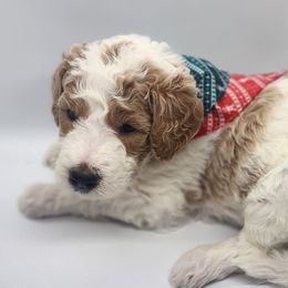 Glacier (light green) - Goldendoodle puppy from Highland Grove Doodles, LLC