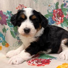 Dolly - Sable female Aussiedoodle puppy in Lebanon, Missouri from Kaitlen's Doodle Pups
