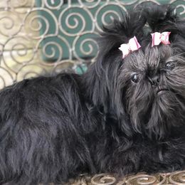 Shih Tzus from Chocolate Diamond Shih-Tzu