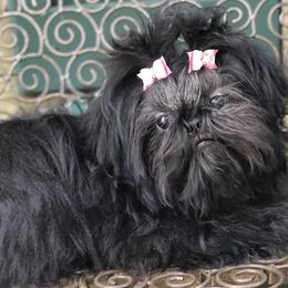 Shih Tzus from Chocolate Diamond Shih-Tzu