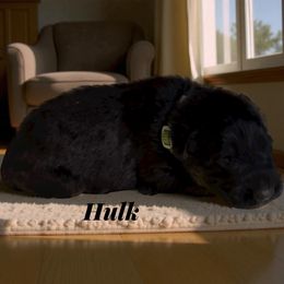 Hulk - Black and red male German Shepherd puppy in Beaverdam, Virginia from B&R Kennel