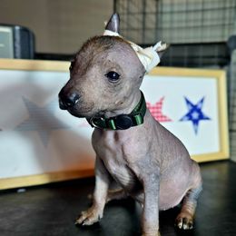 Girl 3 - Liver female Xoloitzcuintli puppy in Myakka, Florida from Experience The Wild