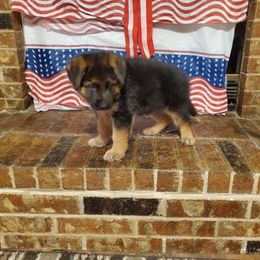 Bella - Black and red German Shepherd puppy in Kaufman, Texas from Semper Fi K-9