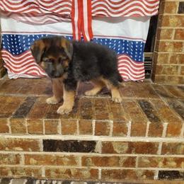 Bella - Black and red German Shepherd puppy in Kaufman, Texas from Semper Fi K-9