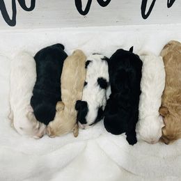 Cockapoo Puppies from Rainbow Cockapoos