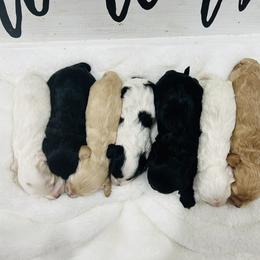 Cockapoo Puppies from Rainbow Cockapoos