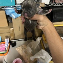 French Bulldog Puppies from Psycho Frenchies