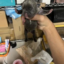 French Bulldog Puppies from Psycho Frenchies