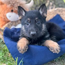 Eamon - Bi-color male German Shepherd puppy in Dover, Delaware from Fornax