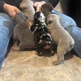 Aussiedoodle, Bulldog, Miniature Australian Shepherd, Poodle, and Toy Australian Shepherd Puppies from Mowry Creek Mini Aussiedoodles and More