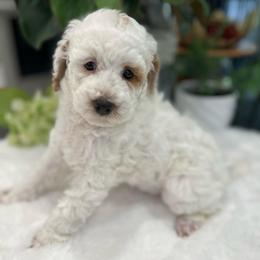 Daisy - Parti female Poodle puppy in Nixa, Missouri from Foxtrot Farm Poodles