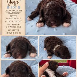 Yogi - Tri-color male Bernedoodle puppy in Rising Sun, Indiana from Ruby Lane Doodles