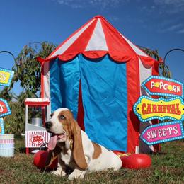 April - Mahogany and white female Basset Hound puppy in Pollock, Missouri from Northstar
