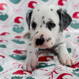 Olaf - White and black male Dalmatian puppy in Whitwell, Tennessee from Rock a Dalmatian “RockADal”