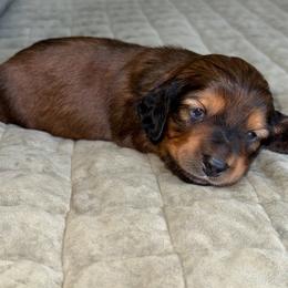 Huckleberry Finn - Red male Dachshund puppy in Las Vegas, Nevada from Desert Dachshunds