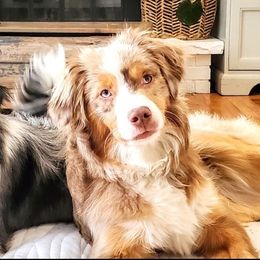 Miniature Australian Shepherd and Toy Australian Shepherd All Grown Up from Panhandle Australian Shepherds