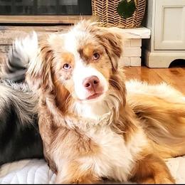 Miniature Australian Shepherd and Toy Australian Shepherd All Grown Up from Panhandle Australian Shepherds