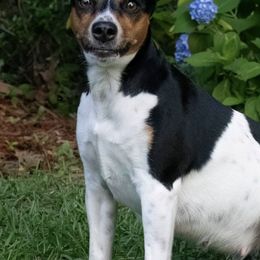 Rat Terriers from Rat Terrier's of Aiken