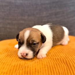 Buck - White and tan male Russell Terrier puppy in Valley Mills, Texas from Bar Rafter C Shorty Jacks