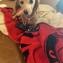 Dachshund All Grown Up from RVA Dachshunds