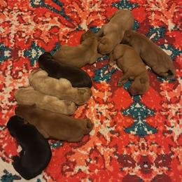Female 5 - Yellow female Labrador Retriever puppy in Wardensville, West Virginia from Sager’s Labrador Puppies