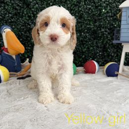 Yellow girl - Brown and white female Bernedoodle puppy in Modesto, California from Two Doods Doodles