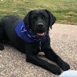 Labrador Retrievers from Judy Sarao's Labs